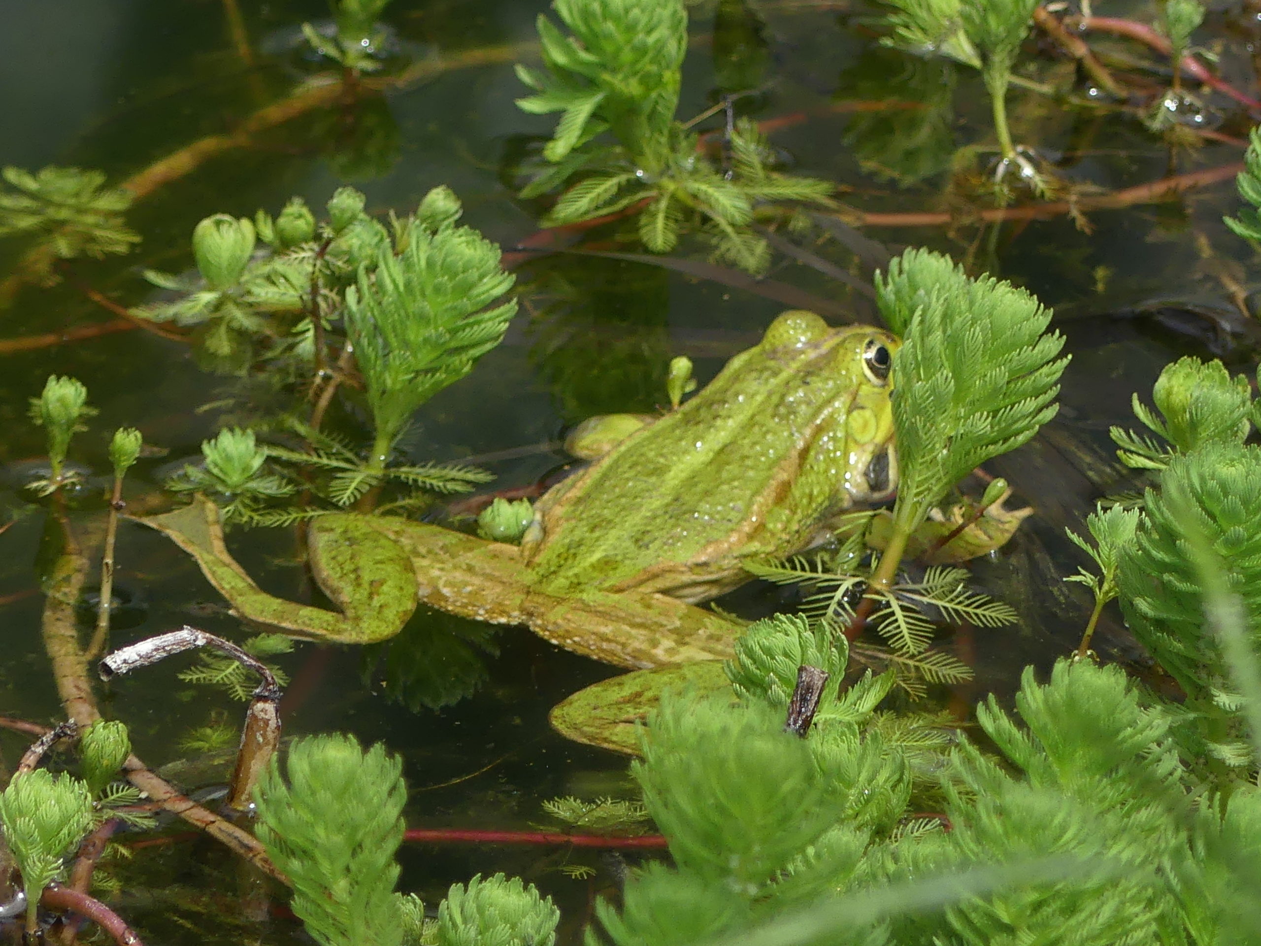 lotus-meditation-scaled