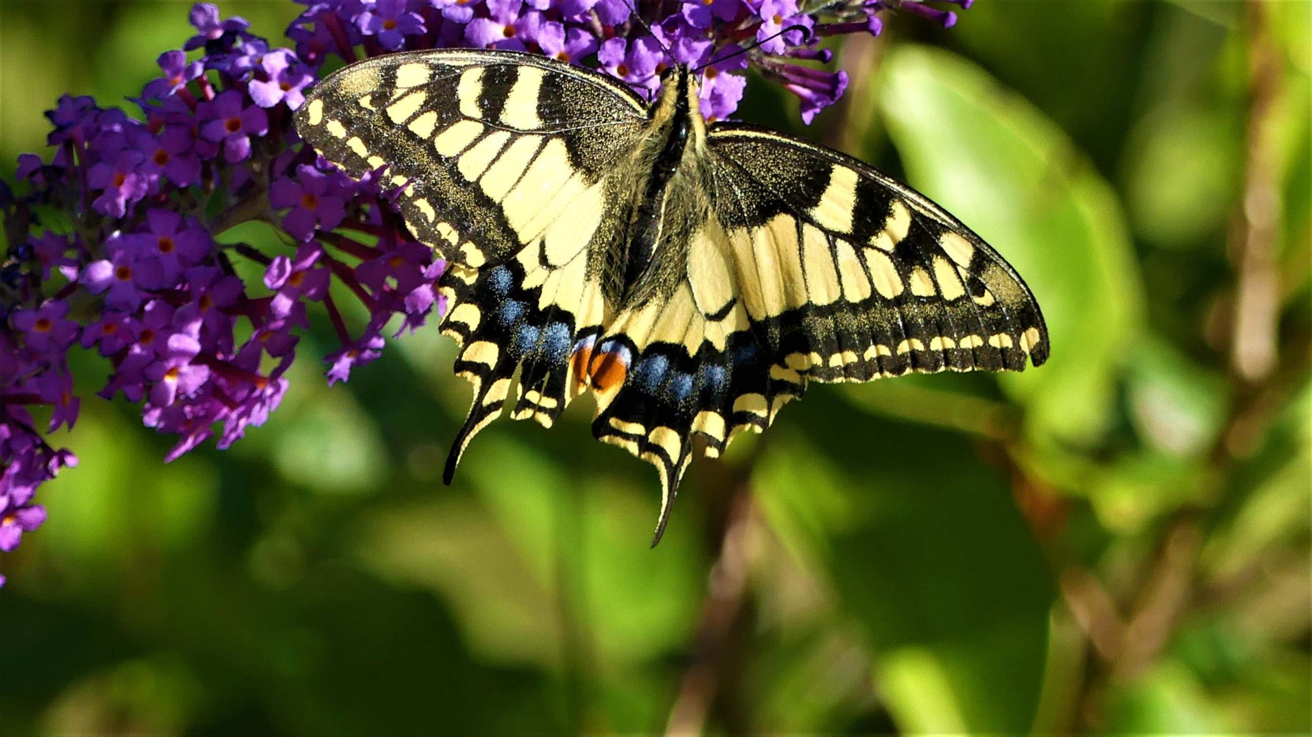 fleur-et-papillon-scaled